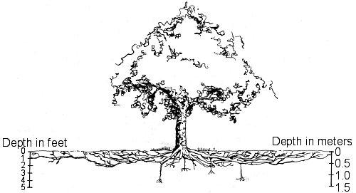 tree-root-system.jpg